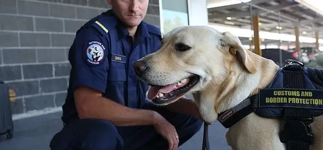 Customs and border protection dog