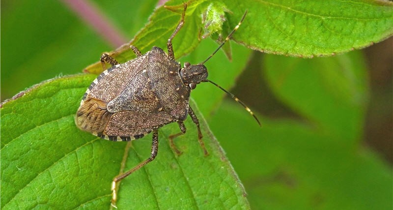Brown marmorated stink bug on a green leaf to warn it is risk season