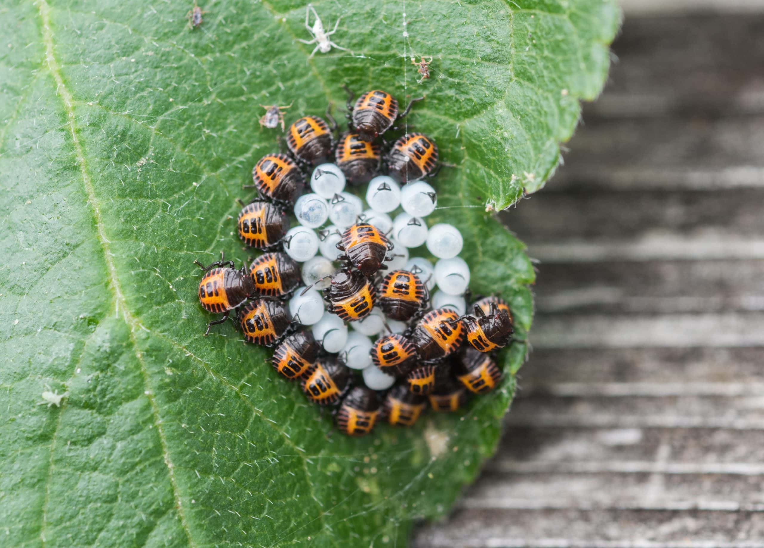 Bugs on a leaf demonstrate the addition of China to the BMSB emerging risk country list.